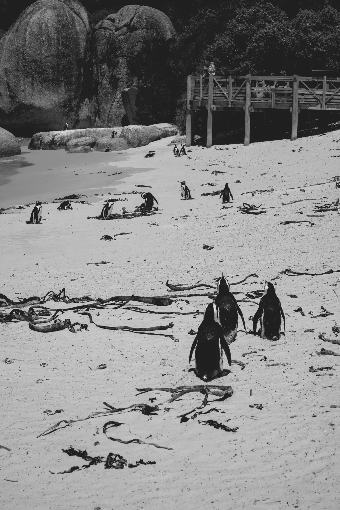 2022-02-14 - Cape Town - Penguins on beach